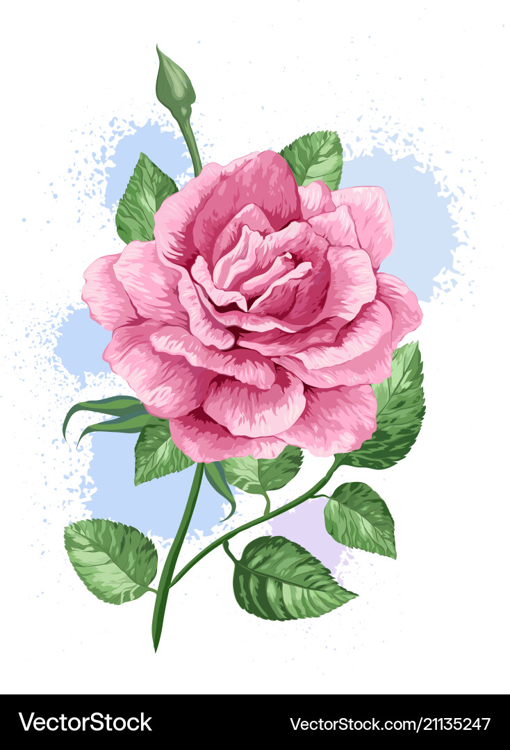 Rink rose on stem in watercolor style and splashes Rink rose on stem in watercolor style and splashes Vector Image