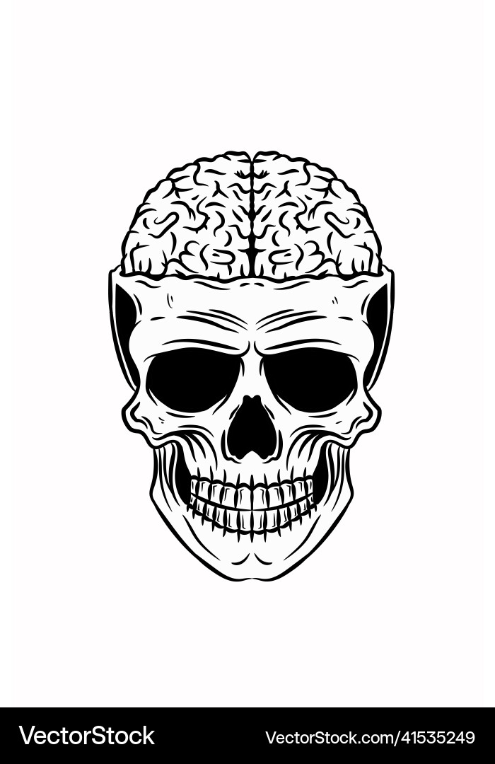 Human Skull with Brain Detail vector image