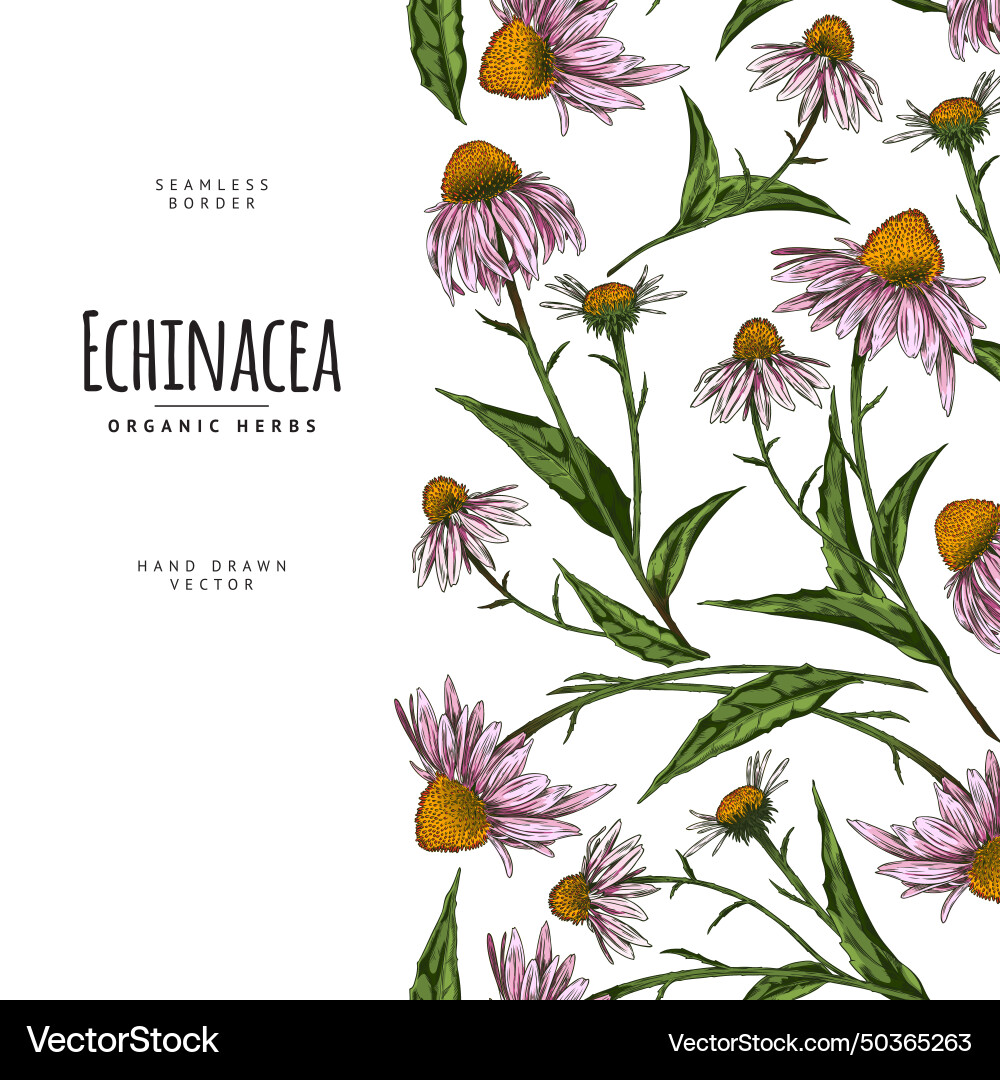 Seamless pattern border with echinacea Vector Image