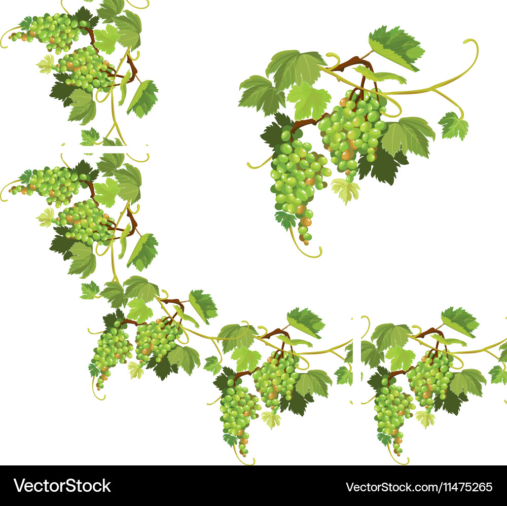 Set of grapes frame vignette and repeated element vector image