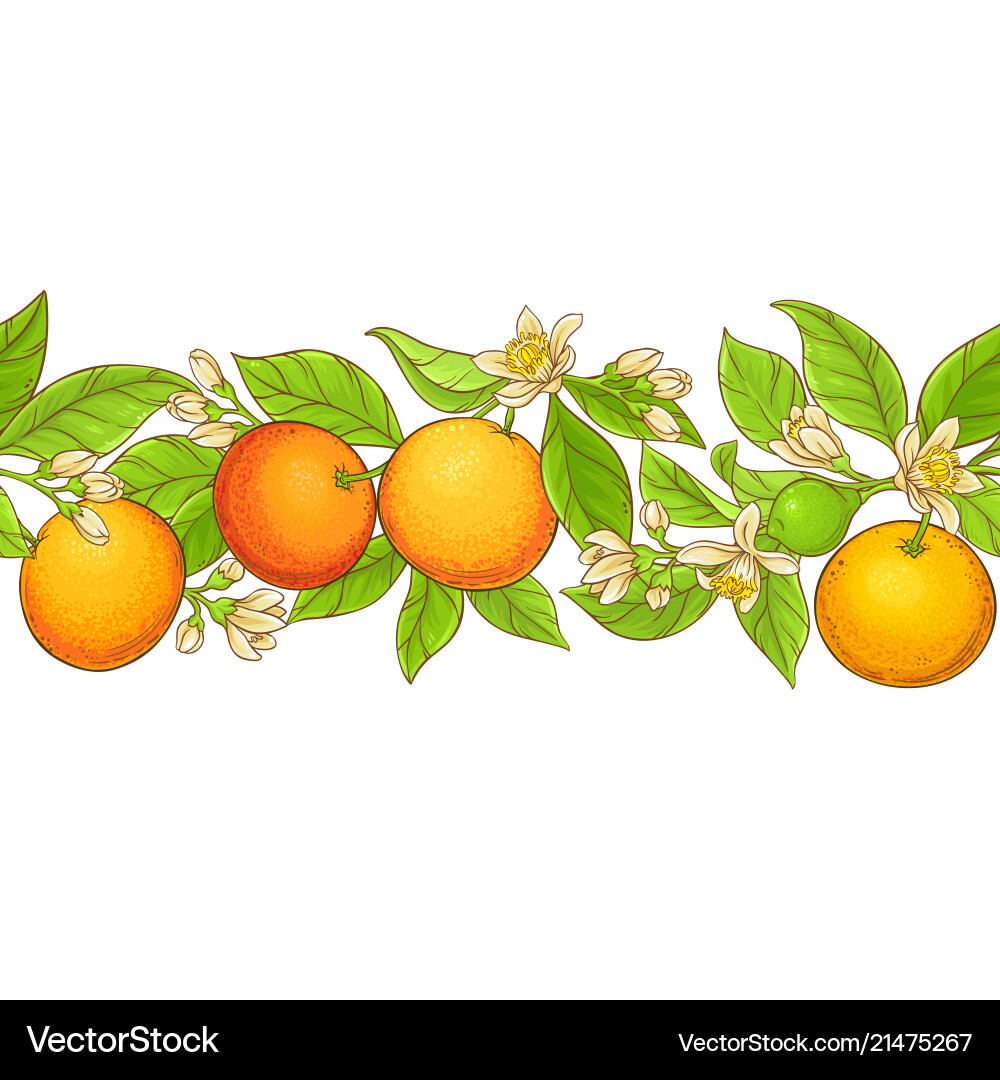 Grapefruit Branch Pattern - Citrus vector image