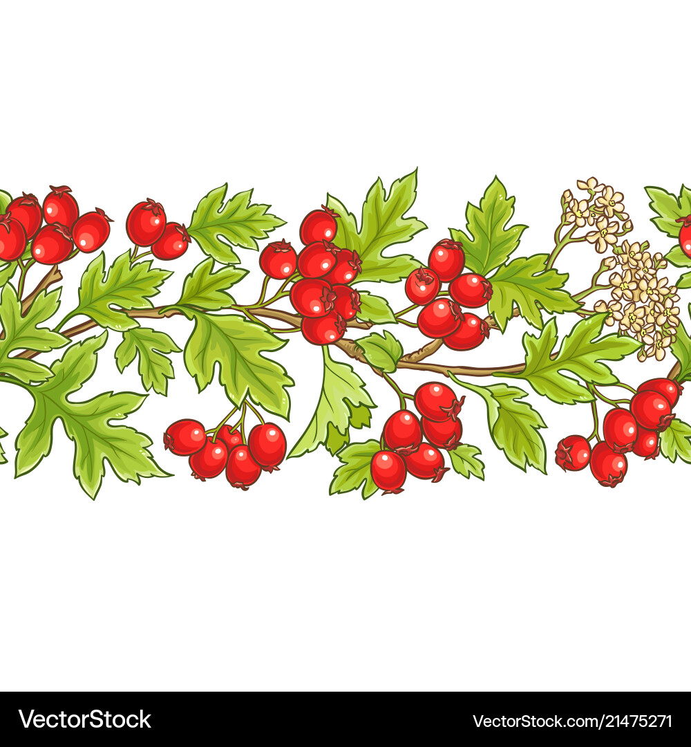 Hawthorn branch pattern Hawthorn branch pattern vector image