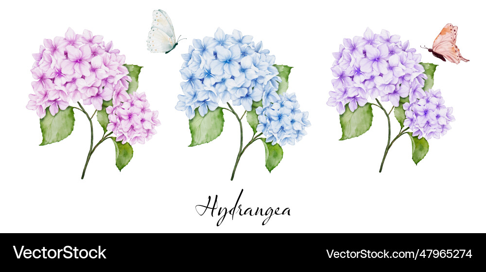 Watercolor Hydrangea Bouquet Set Royalty Free Vector Image