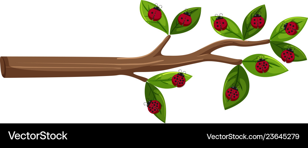 Tree branch with ladybug Vector Image