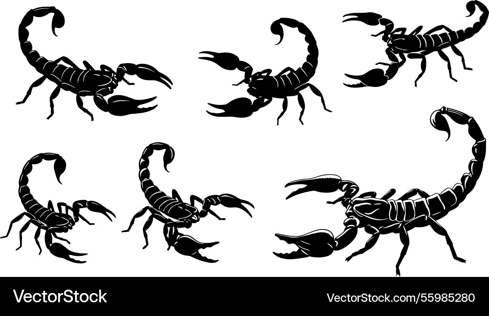 Scorpion realistic drawing art collection Vector Image