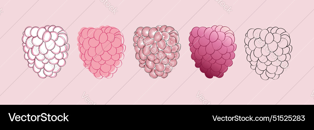 Raspberry stages Vector Image