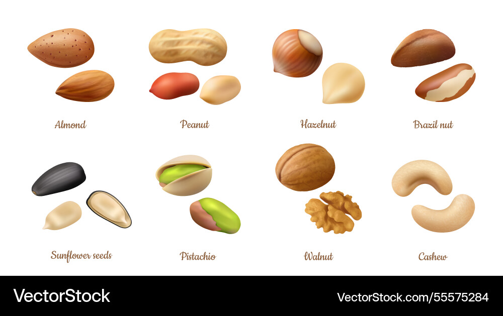 Nuts in shell and opened kernels collection vector image