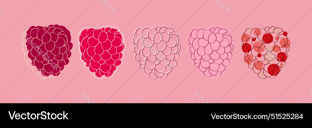 Raspberry stages Vector Image