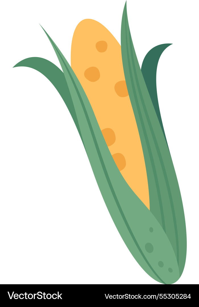 Ripe corn cob nestled among vibrant green leaves Ripe corn cob nestled among vibrant green leaves vector image