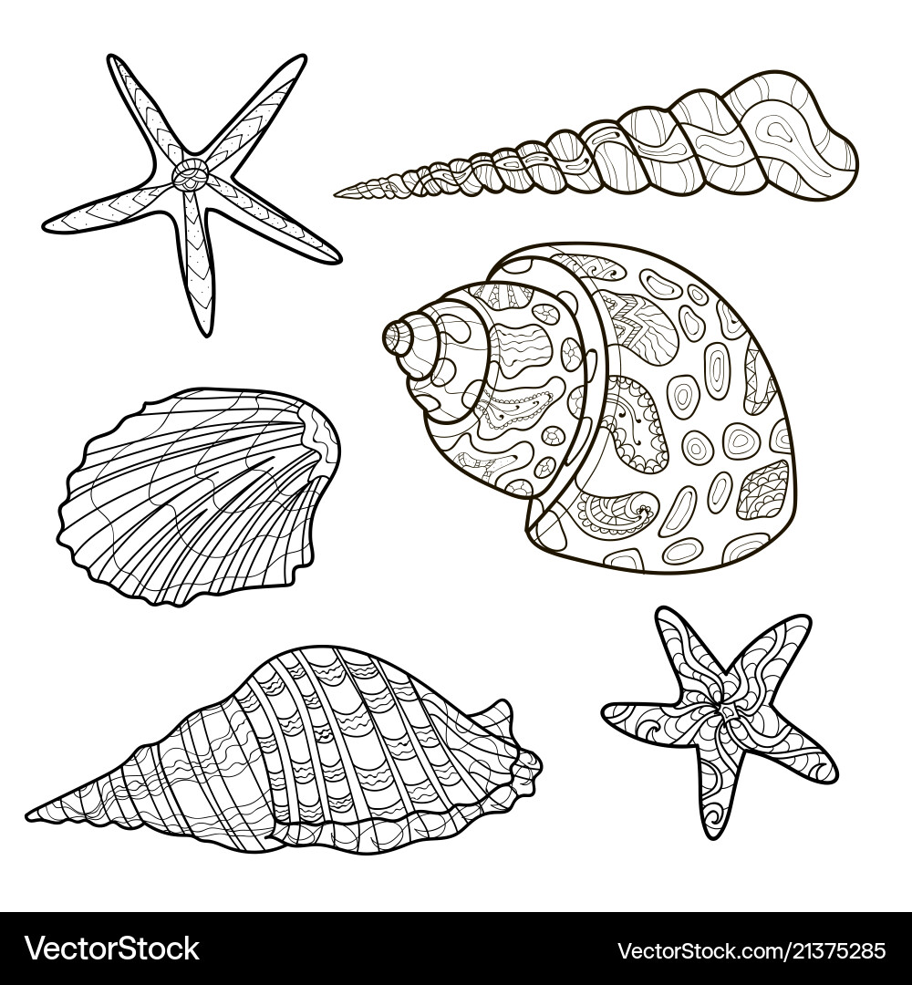 Seashells shell pattern set coloring book Vector Image