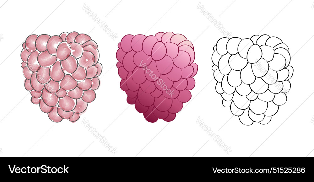 3 digital raspberry in different vector image