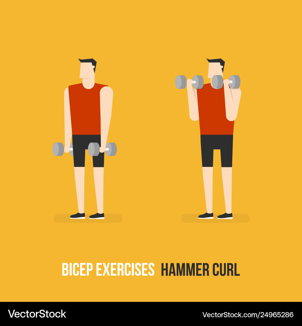 Hammer Curl Exercise vector image