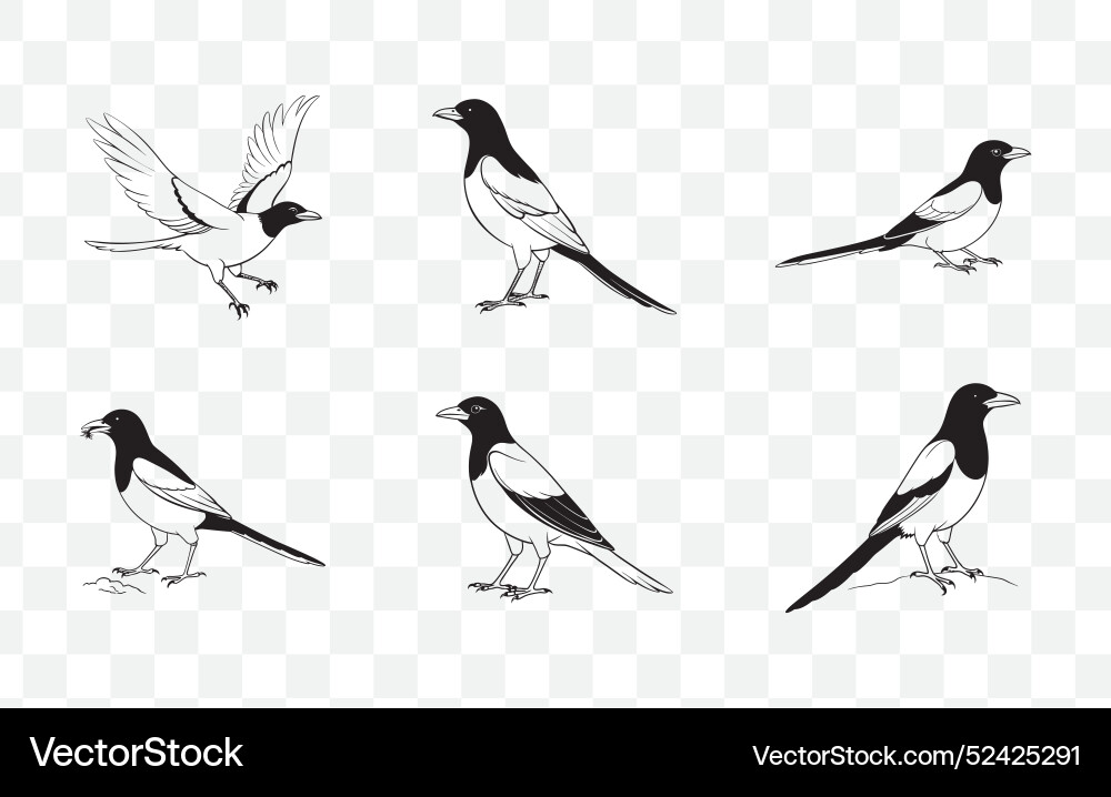 Print comprehensive magpie line art set Print comprehensive magpie line art set vector image