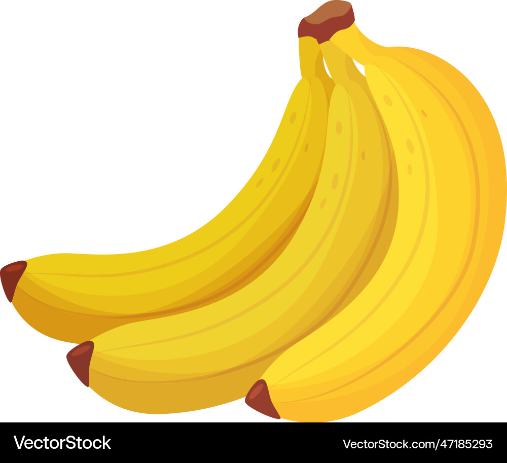 Bunch of bananas yellow ripe fresh tropical fruits Bunch of bananas yellow ripe fresh tropical fruits vector image