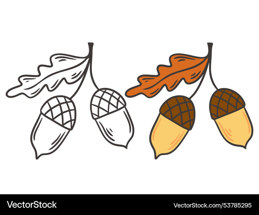 Acorn set black outline doodle and color version Vector Image