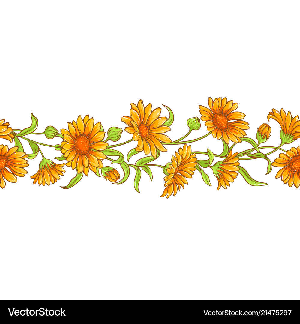 Calendula Flower Pattern Vector Image