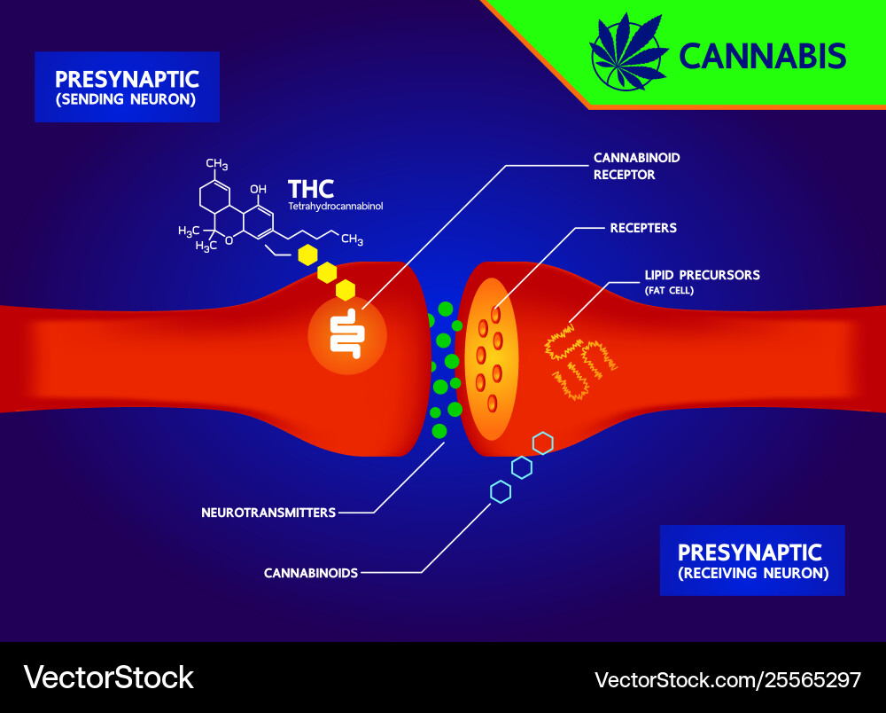 How your brain makes its own cannabinoids and affe vector image