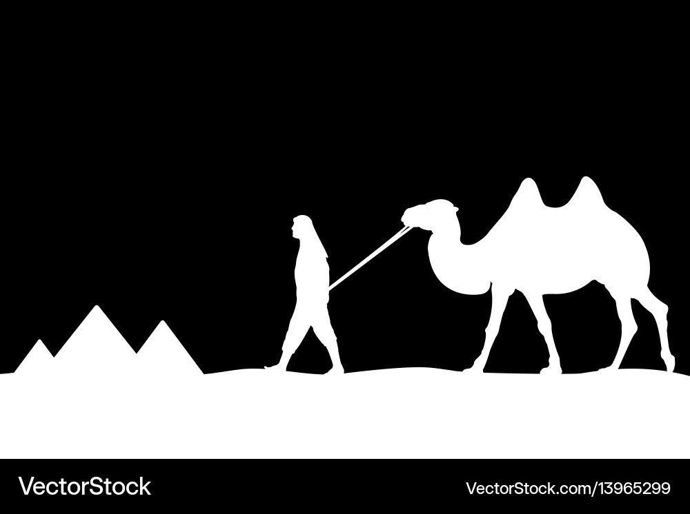 Man with camel of the pyramids vector image