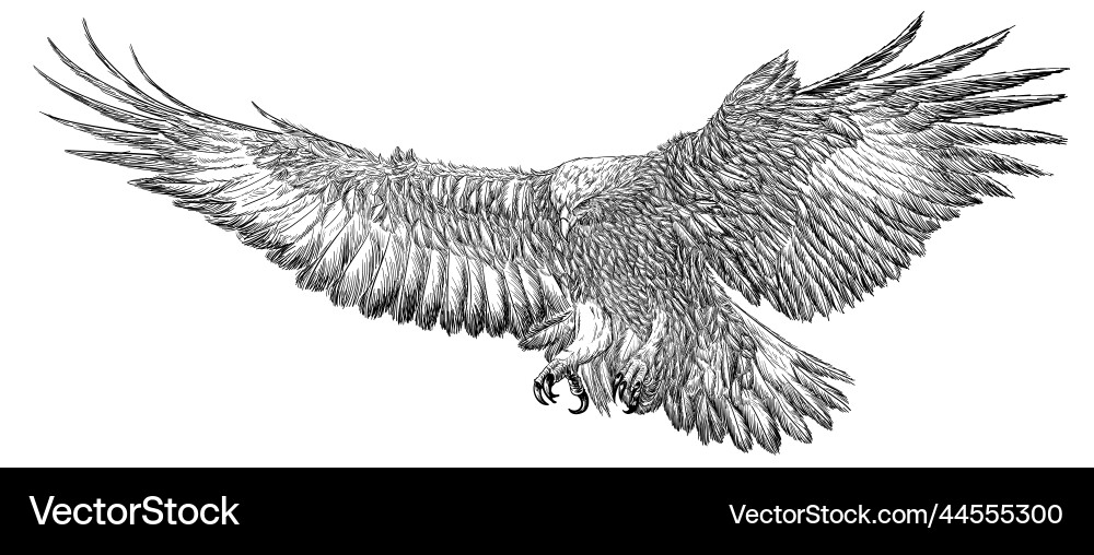 Golden eagle landing hand draw sketch black line Golden eagle landing hand draw sketch black line vector image