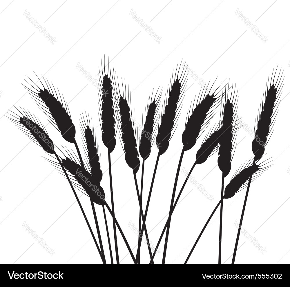 Wheat ears Royalty Free Vector Image - VectorStock