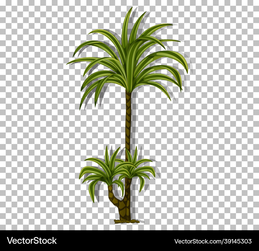 Palm tree isolated on transparent background Palm tree isolated on transparent background vector image