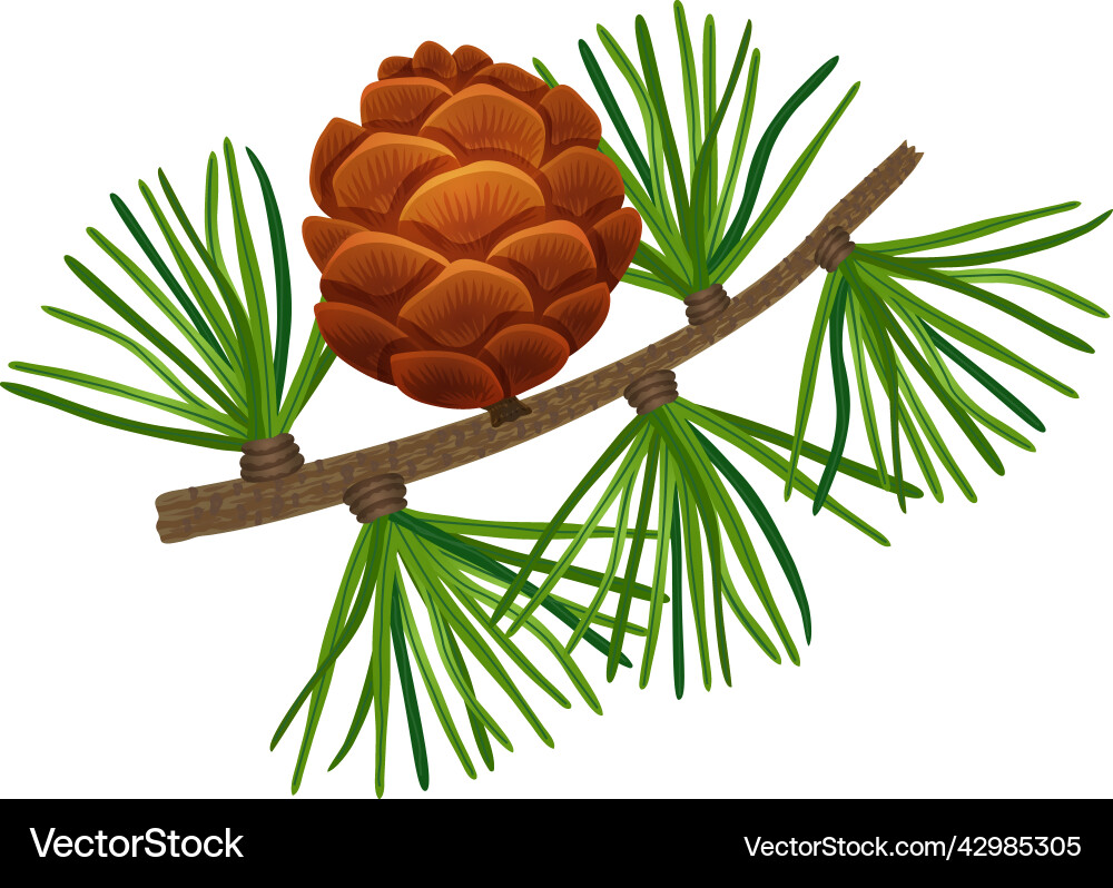 Conifer tree pine composition vector image