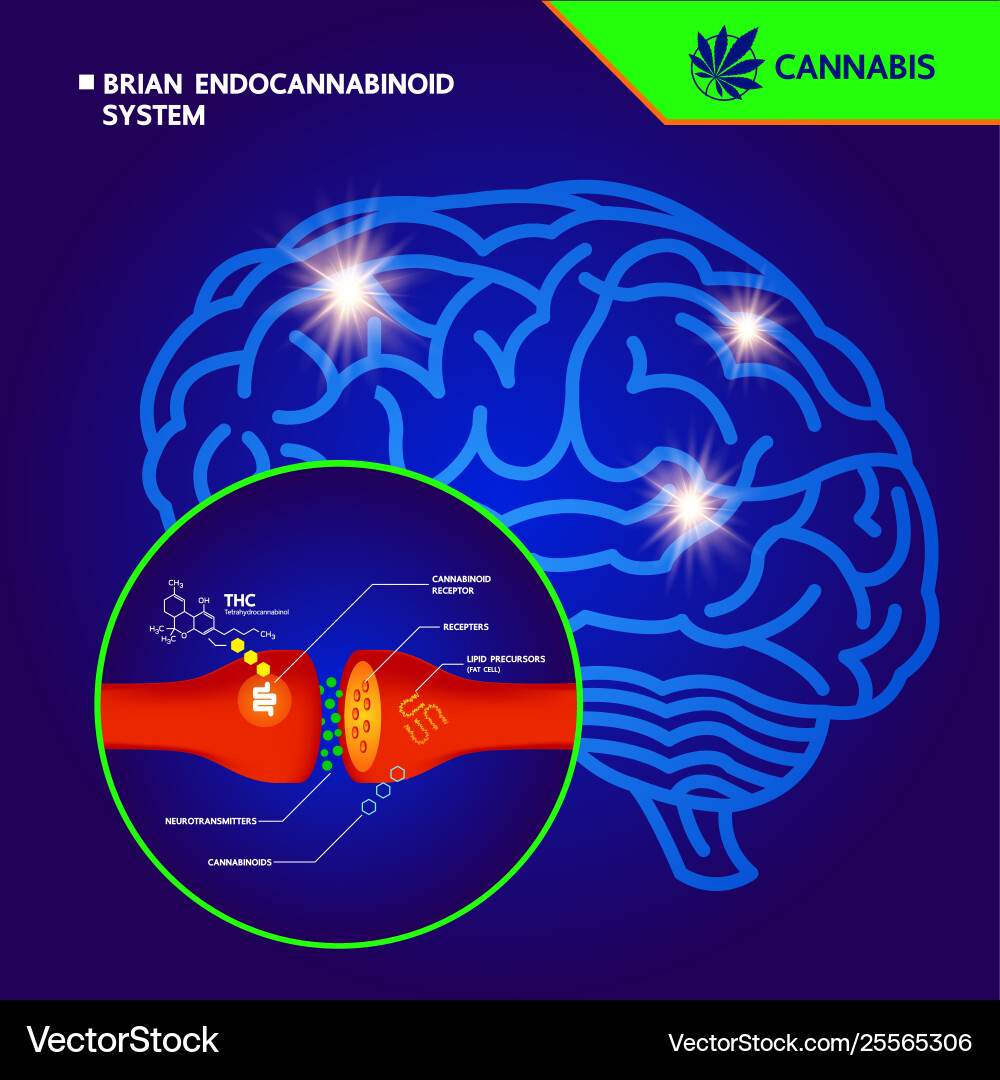 How your brain makes its own cannabinoids and affe vector image