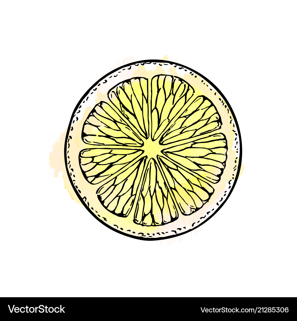 Lemon Slice Sketch Vector Image