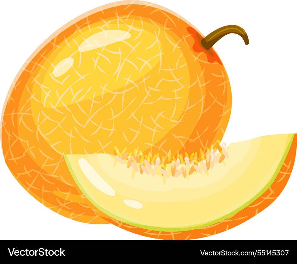Ripe melon with characteristic rind and a slice Vector Image
