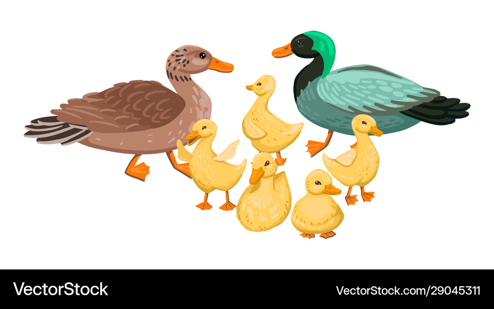 Ente Familie Set kleine Enten mit Eltern Ente Familie Set kleine Enten mit Eltern vektorbild