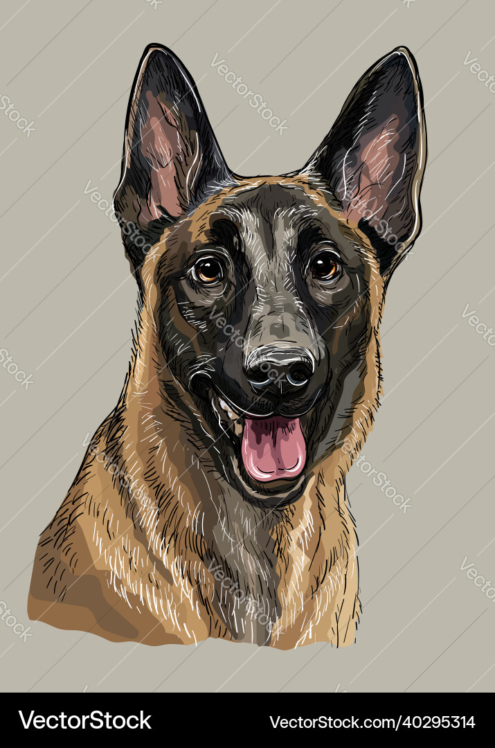 Belgischer Schäferhund Hand Zeichnung Farbe Belgischer Schäferhund Hand Zeichnung Farbe vektorbild