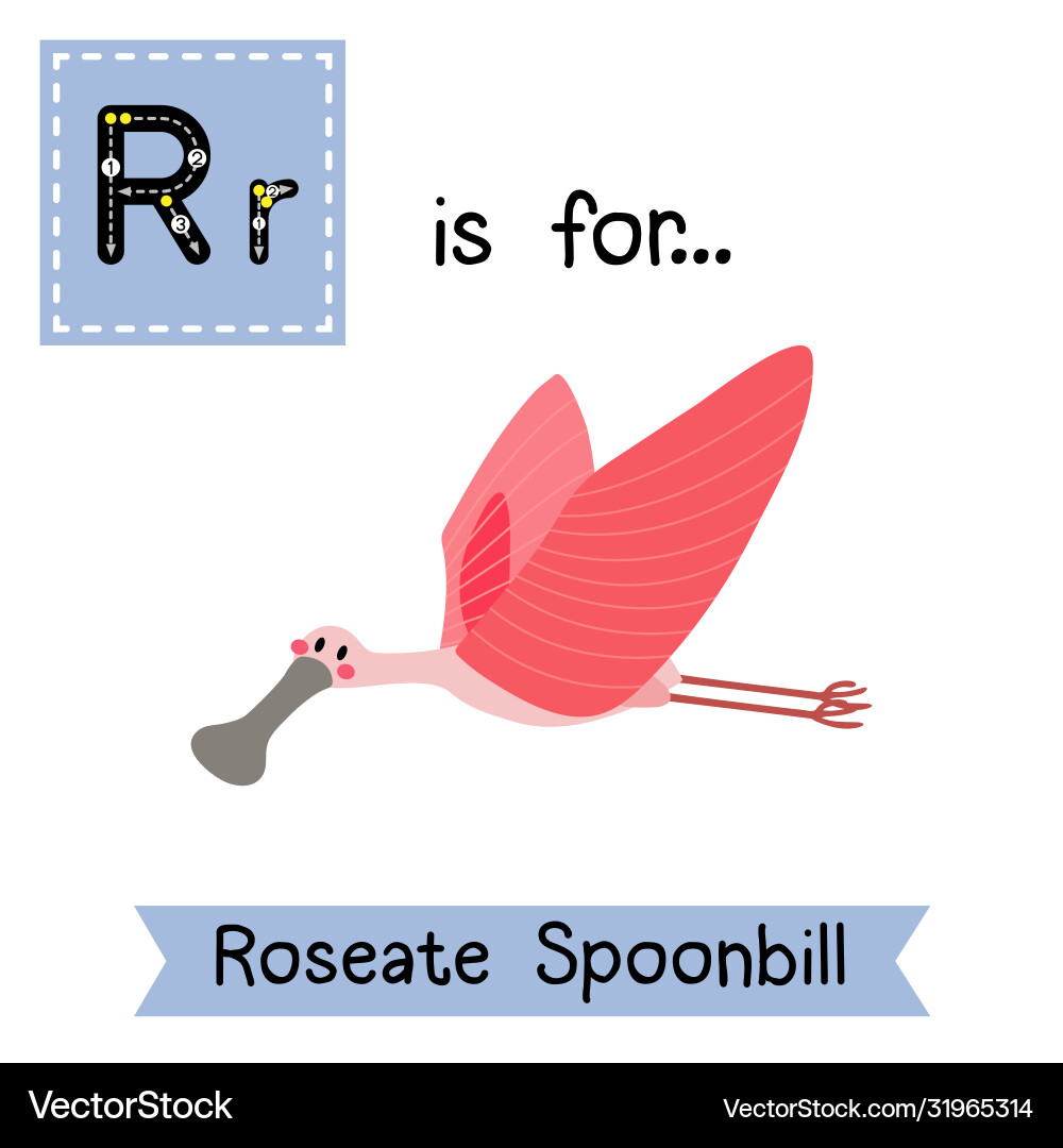 Letter r tracing flying roseate spoonbill bird Letter r tracing flying roseate spoonbill bird vector image