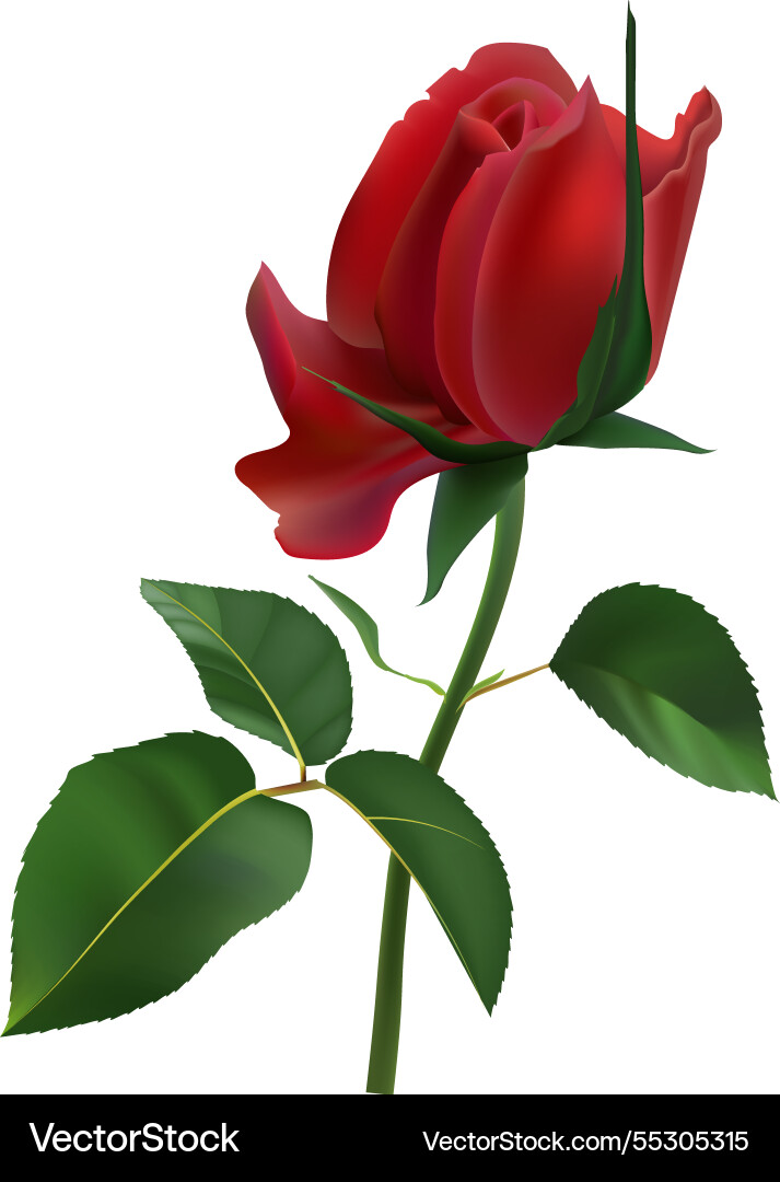 Vibrant rote Rose in voller Blüte zeigt seine Vibrant rote Rose in voller Blüte zeigt seine vektorbild