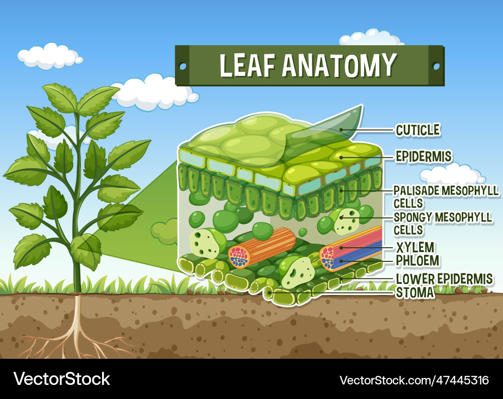 Internal structure of leaf diagram vector image