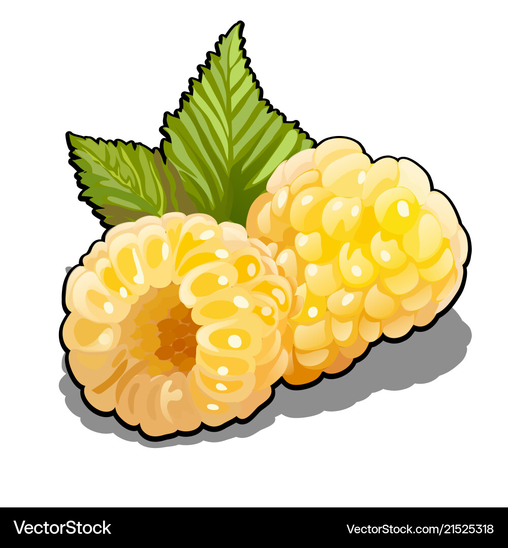 Set von Beeren gelbe Himbeeren Früchte oder Rubus Set von Beeren gelbe Himbeeren Früchte oder Rubus vektorbild