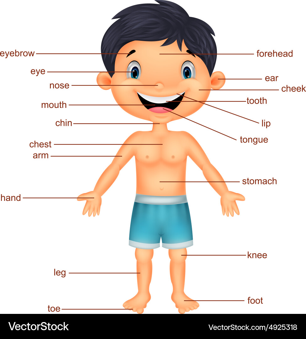 Ca part of body. Body parts cartoon. part of body chin cartoon. parts of the body chin cartoon picture.