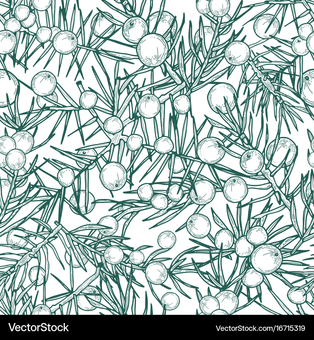 Juniper Berry Seamless Pattern Vector Image