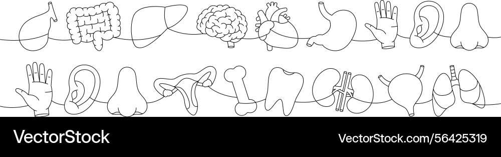 Set of organs one line continuous drawing heart Set of organs one line continuous drawing heart vector image