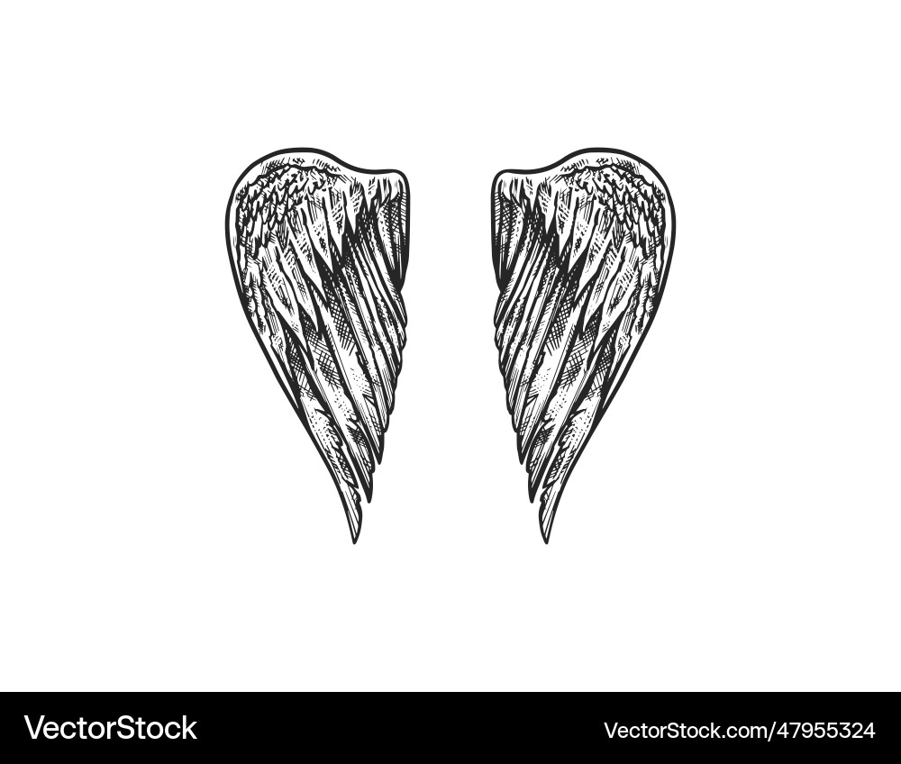 Set of angel wings in vintage style template Set of angel wings in vintage style template vector image