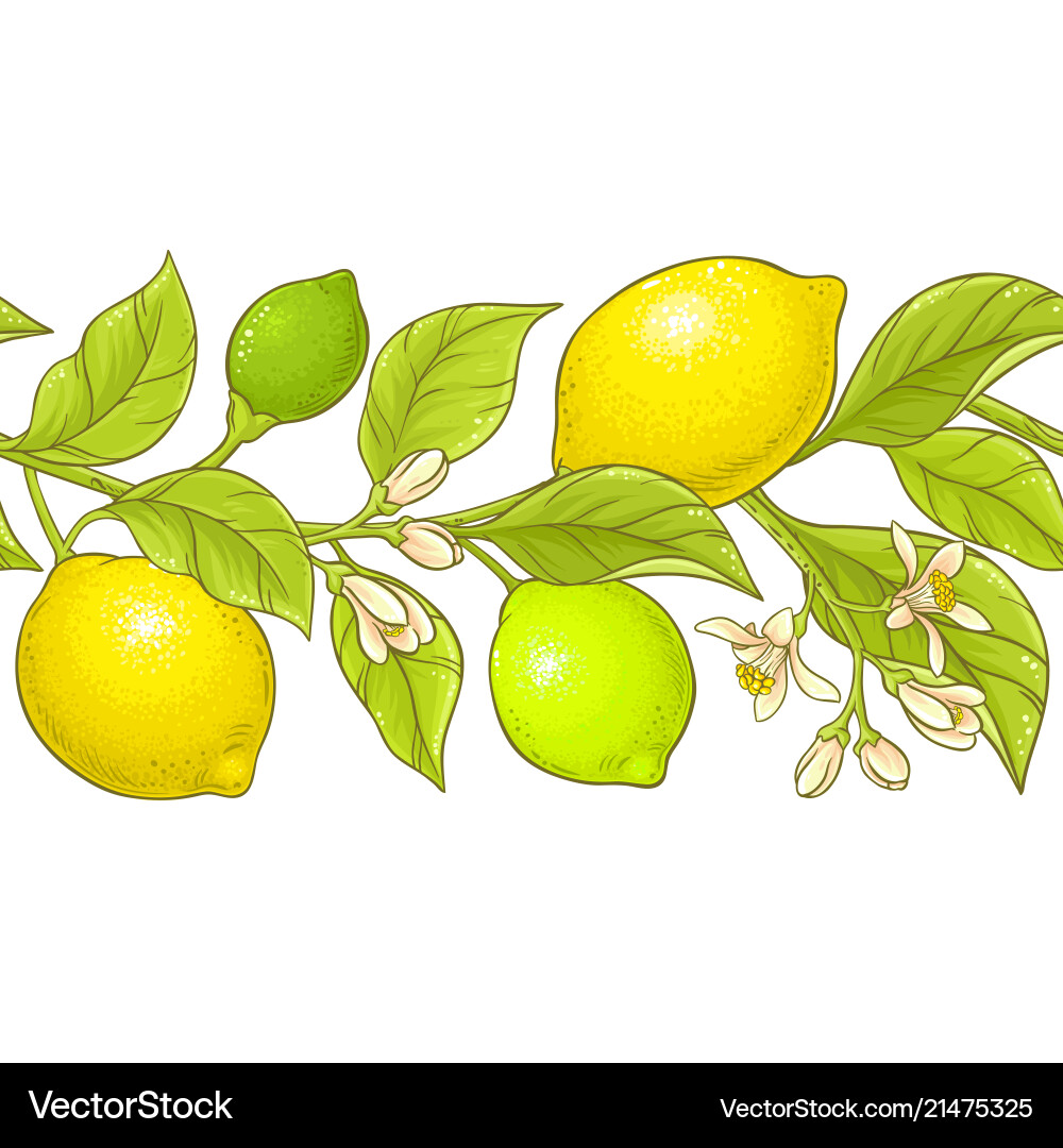Lemon branch pattern Lemon branch pattern vector image