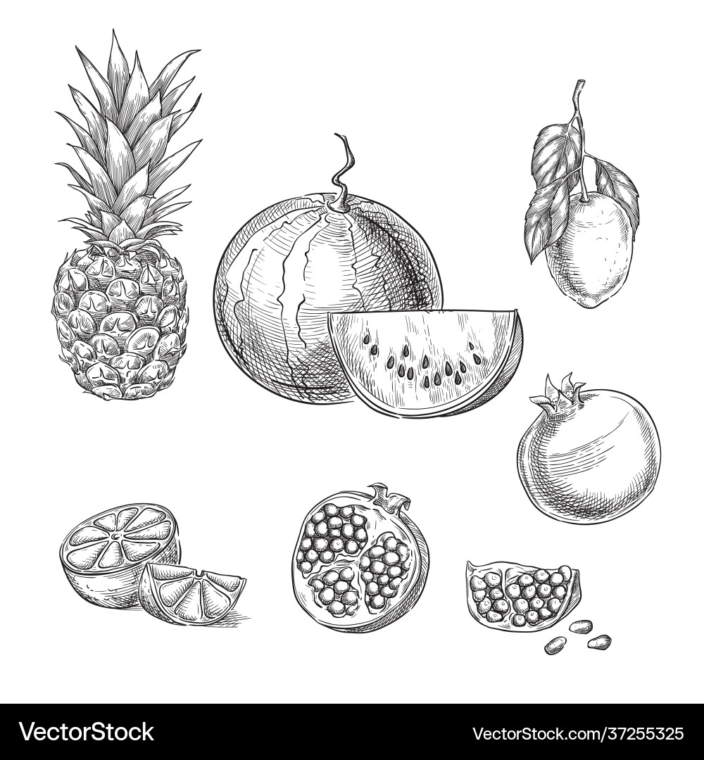 Tropical fruits sketch Tropical fruits sketch Vector Image