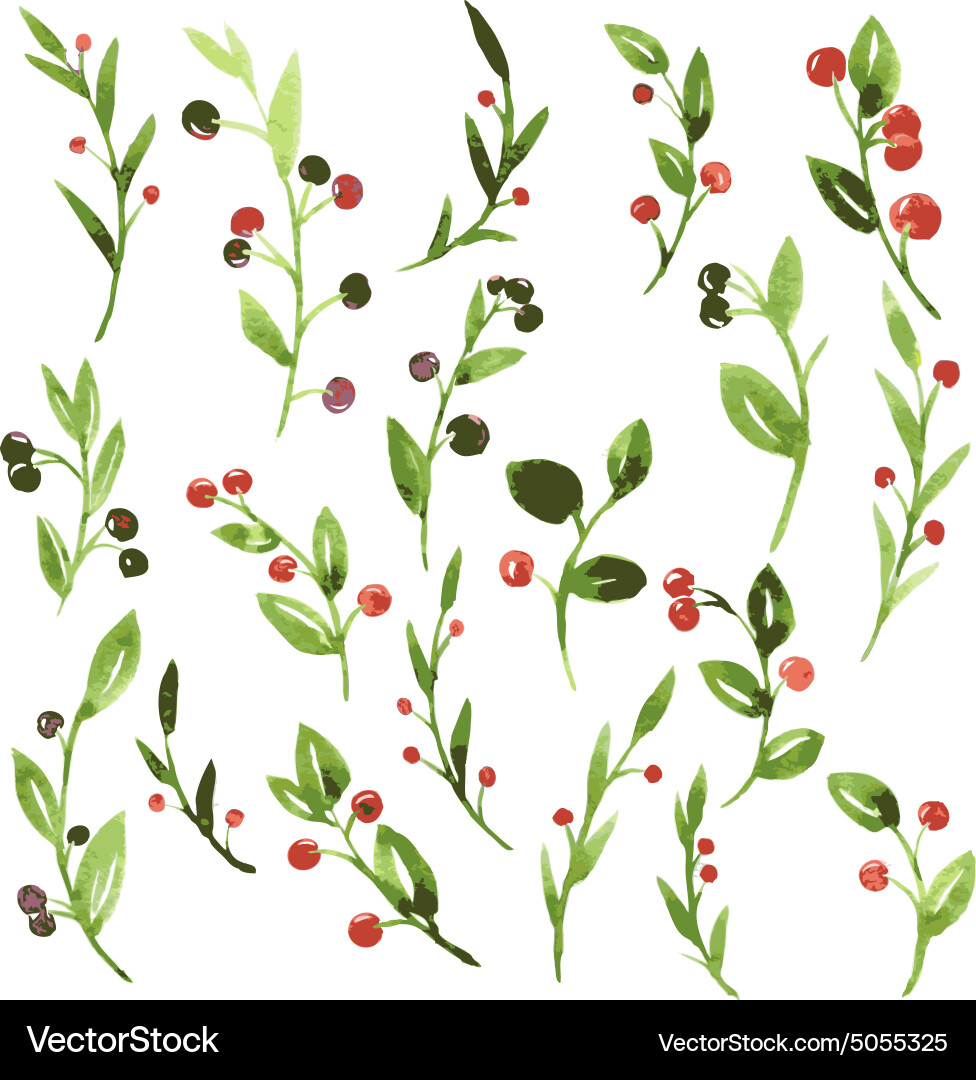 Watercolor Green Berry Branches Vector Image