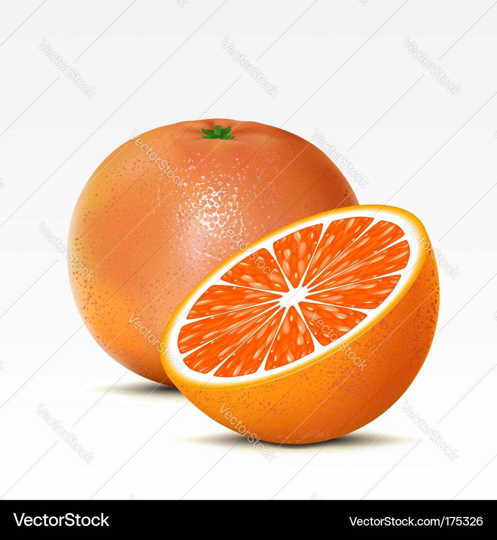Grapefruit Royalty Free Vector Image - VectorStock