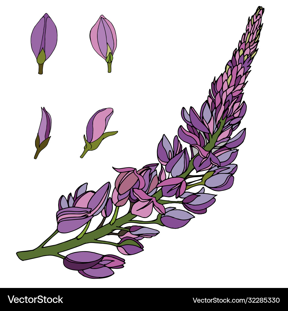 Set color botanical element branch field Set color botanical element branch field Vector Image