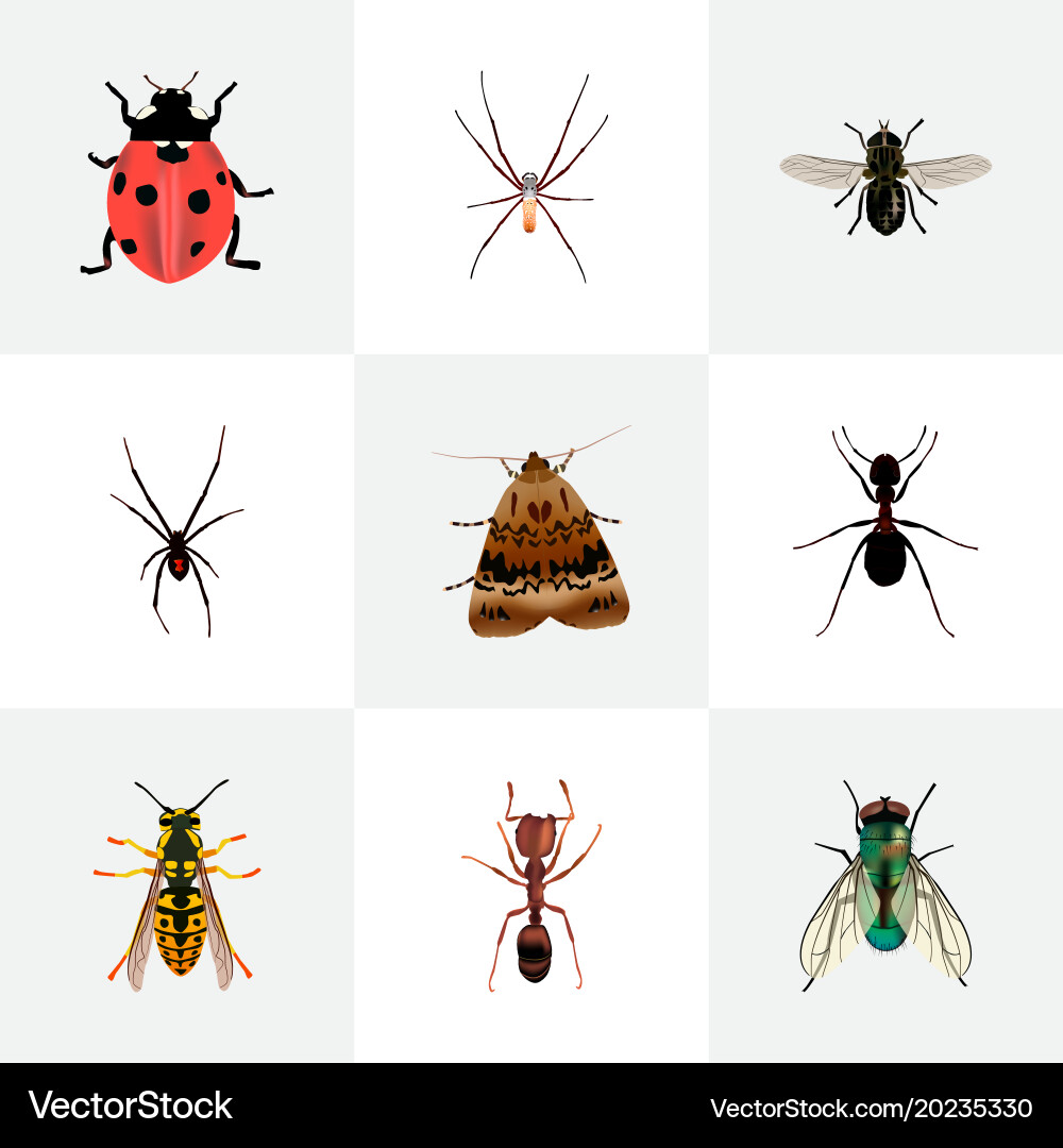 Set of bug realistic symbols with wasp fly sting vector image