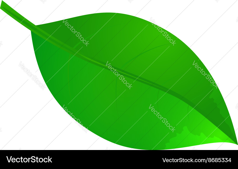 Leaf icon Royalty Free Vector Image - VectorStock