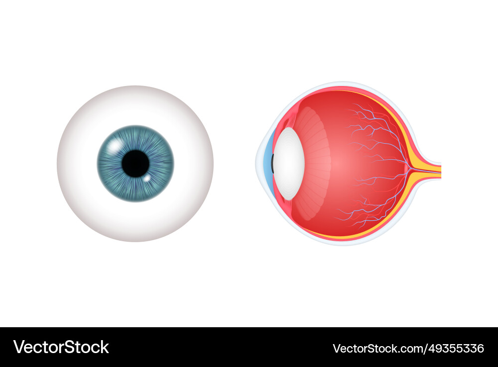 Anatomy of human eye with optic nerve structure Anatomy of human eye with optic nerve structure vector image