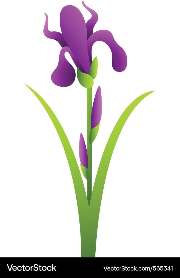 Elegant Iris Flower Vector Image