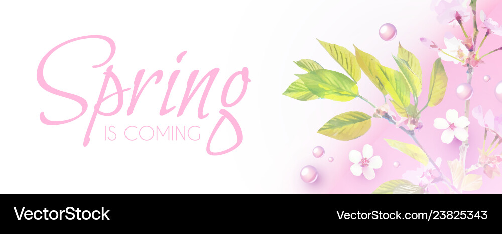 Soft flower spring background cherry blossom Soft flower spring background cherry blossom vector image