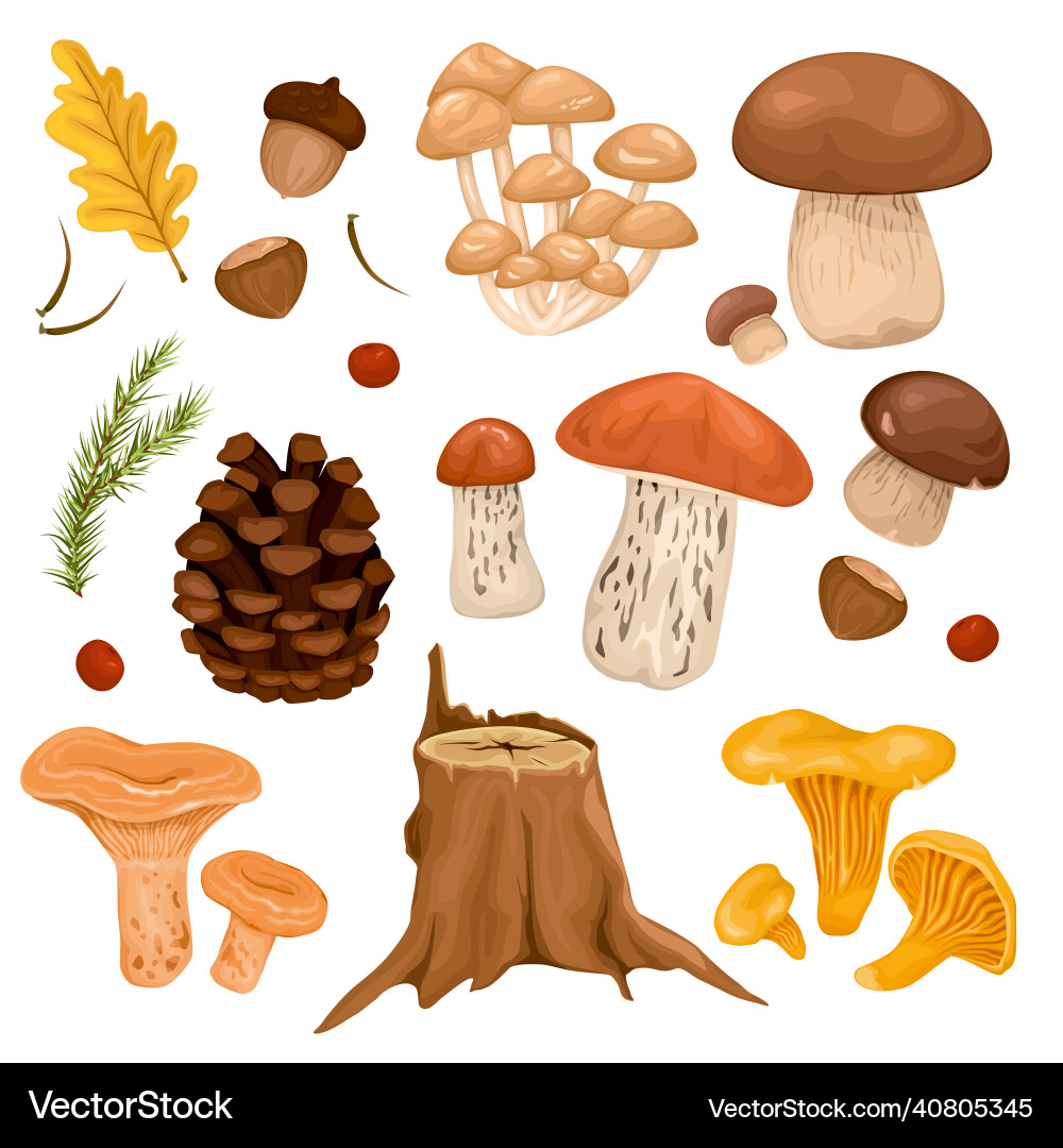Forest mushrooms set Forest mushrooms set vector image